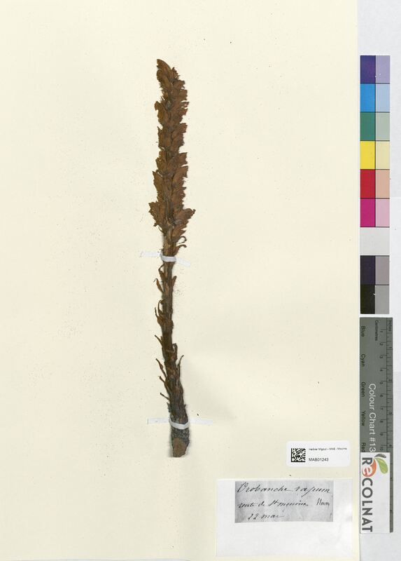 Orobanche rapum-genistae (Orobanchaceae)