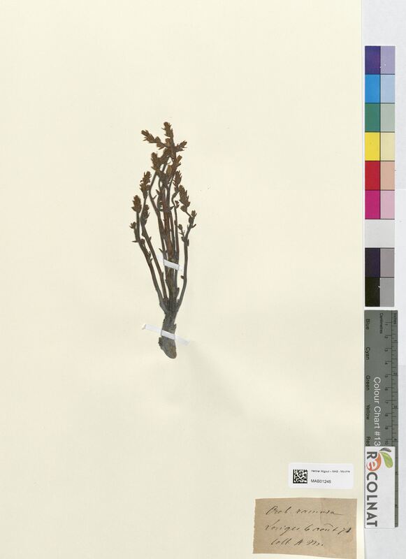 Orobanche ramosa (Orobanchaceae)