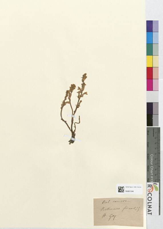 Orobanche ramosa (Orobanchaceae)