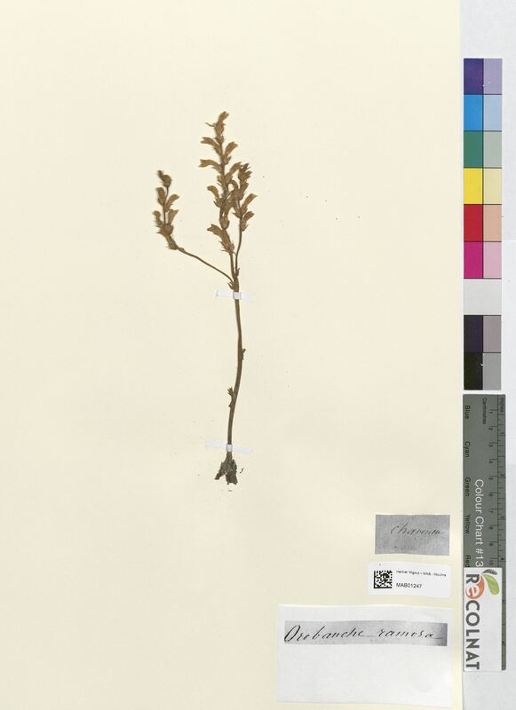 Orobanche ramosa (Orobanchaceae)