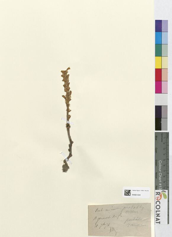 Orobanche minor (Orobanchaceae)