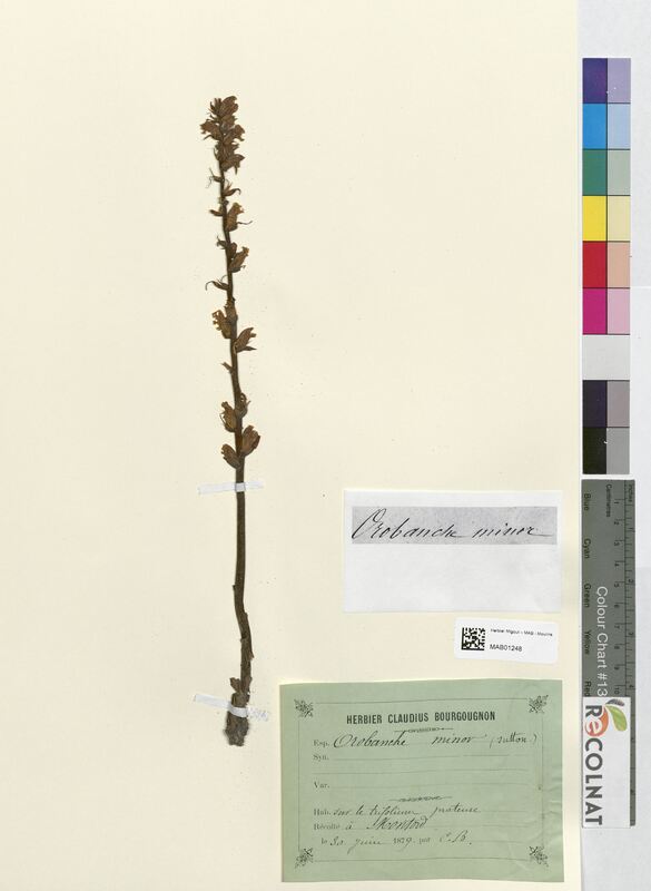 Orobanche minor (Orobanchaceae)