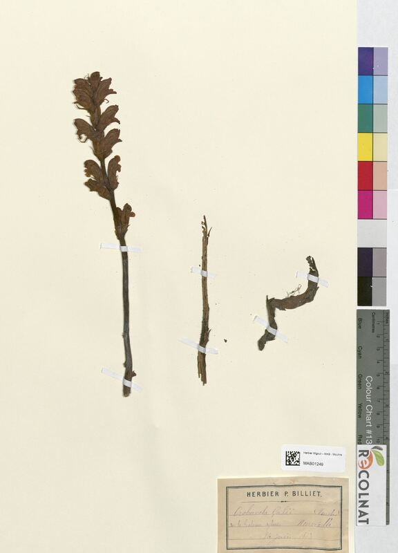 Orobanche galii (Orobanchaceae)