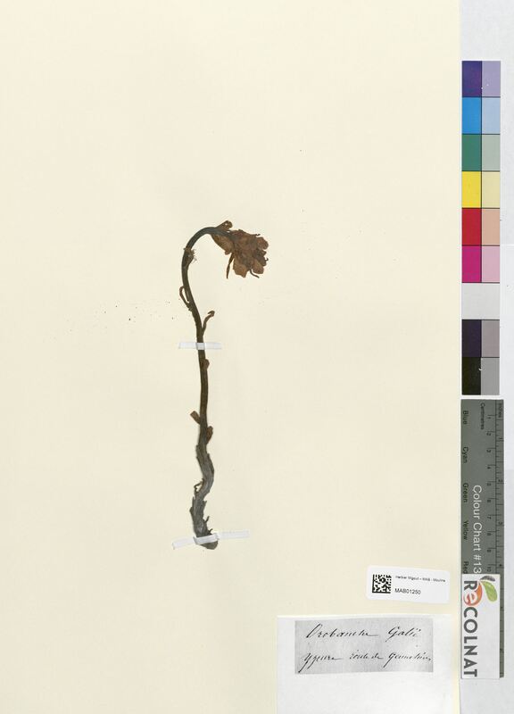 Orobanche galii (Orobanchaceae)