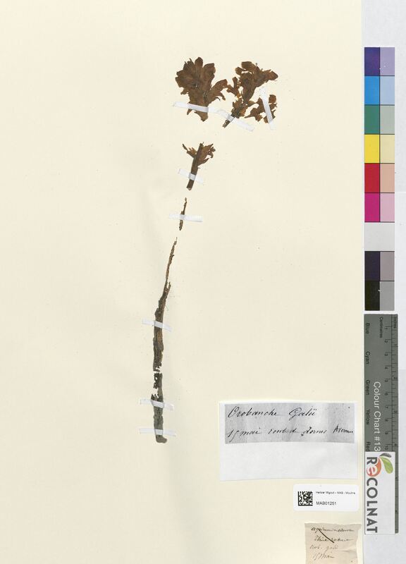 Orobanche galii (Orobanchaceae)