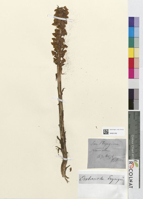 Orobanche eryngium (Orobanchaceae)