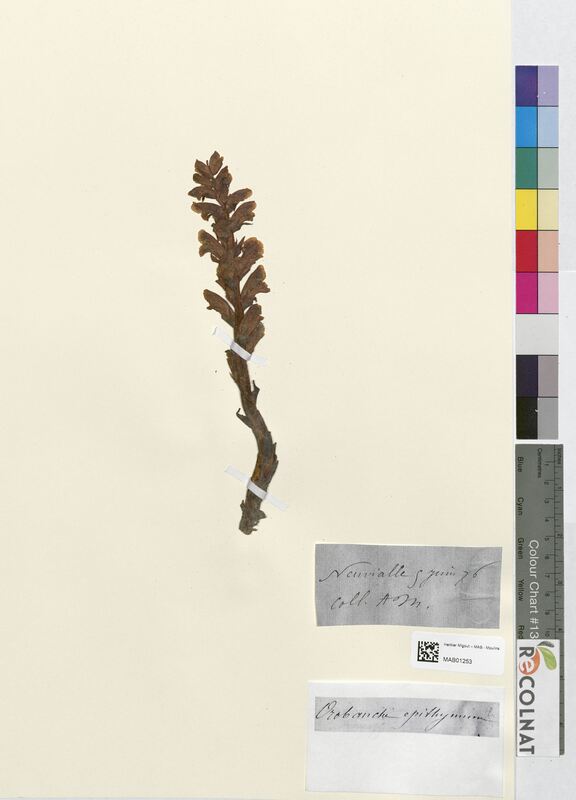 Orobanche epithymum (Orobanchaceae)