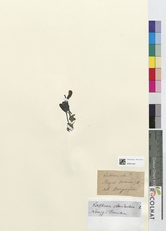 Lathraea claudestina (Orobanchaceae)