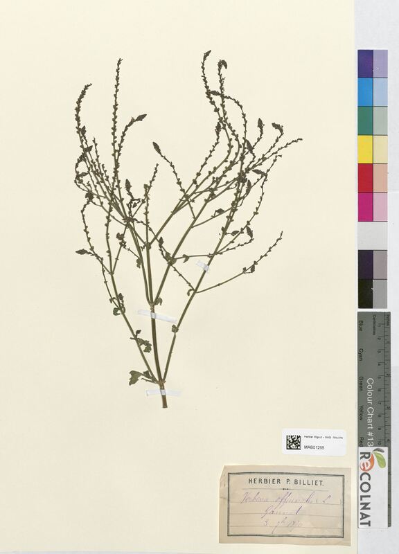 Verbena officinalis (Verbenaceae)