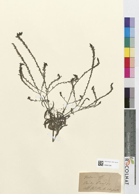Verbena officinalis (Verbenaceae)