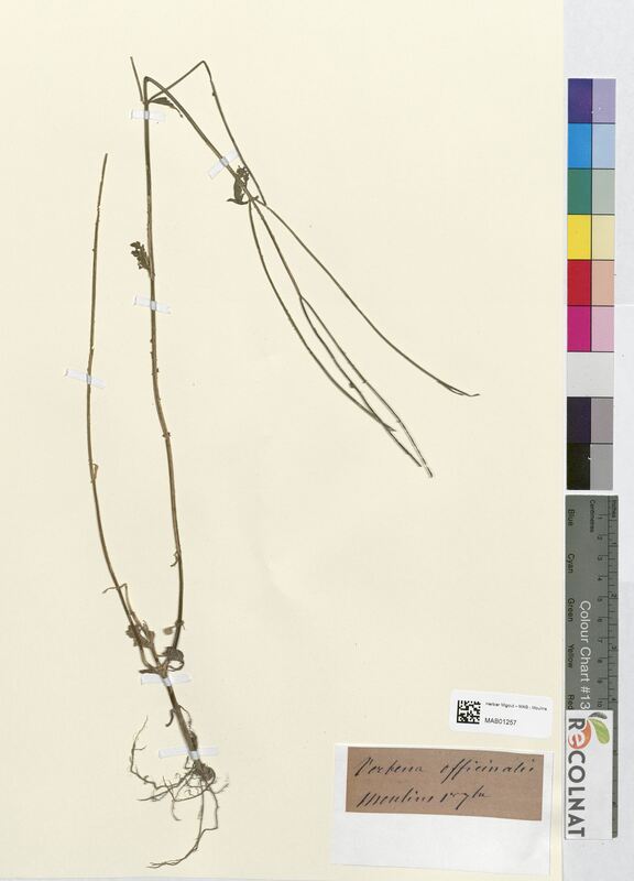Verbena officinalis (Verbenaceae)