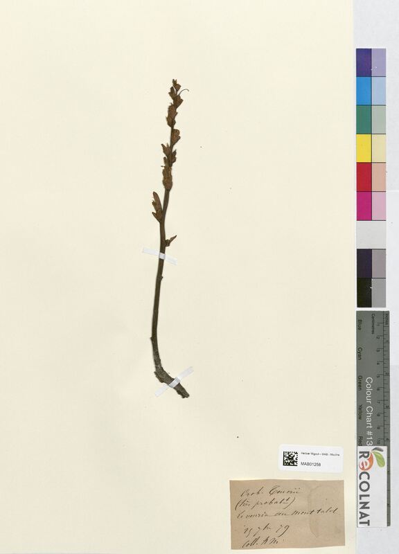 Orobanche teucrii (Orobanchaceae)