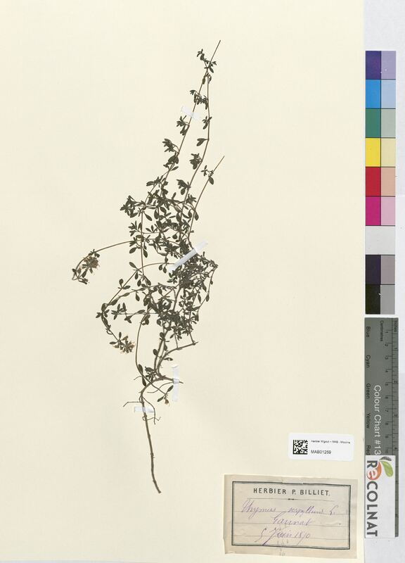Thymus serpyllum (Lamiaceae)