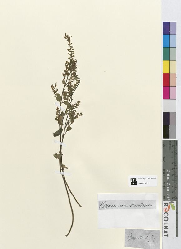 Teucrium scorodonia (Lamiaceae)