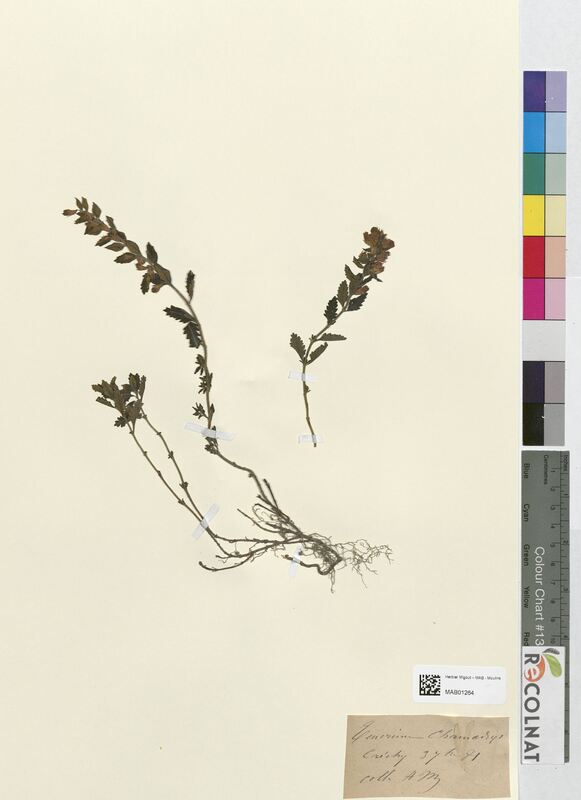 Teucrium chamaedrys (Lamiaceae)