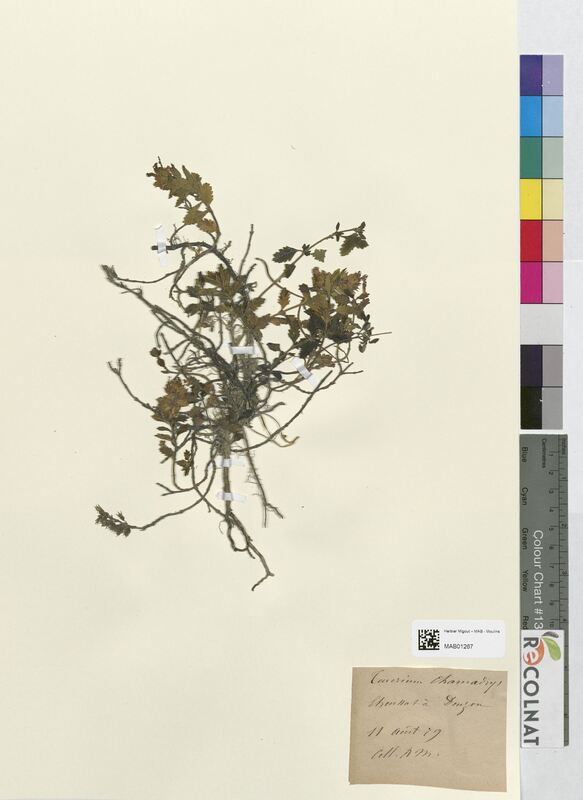 Teucrium chamaedrys (Lamiaceae)