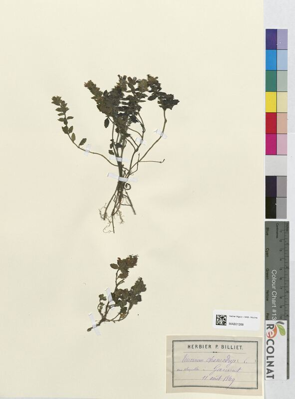 Teucrium chamaedrys (Lamiaceae)