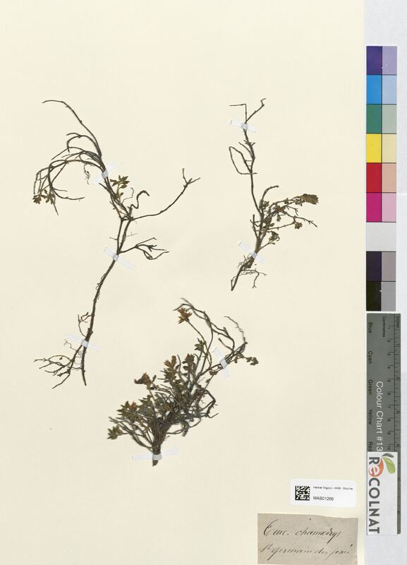 Teucrium chamaedrys (Lamiaceae)