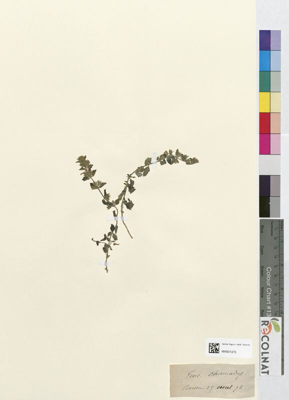 Teucrium chamaedrys (Lamiaceae)