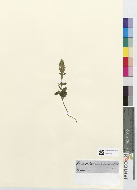 Teucrium chamaedrys (Lamiaceae)