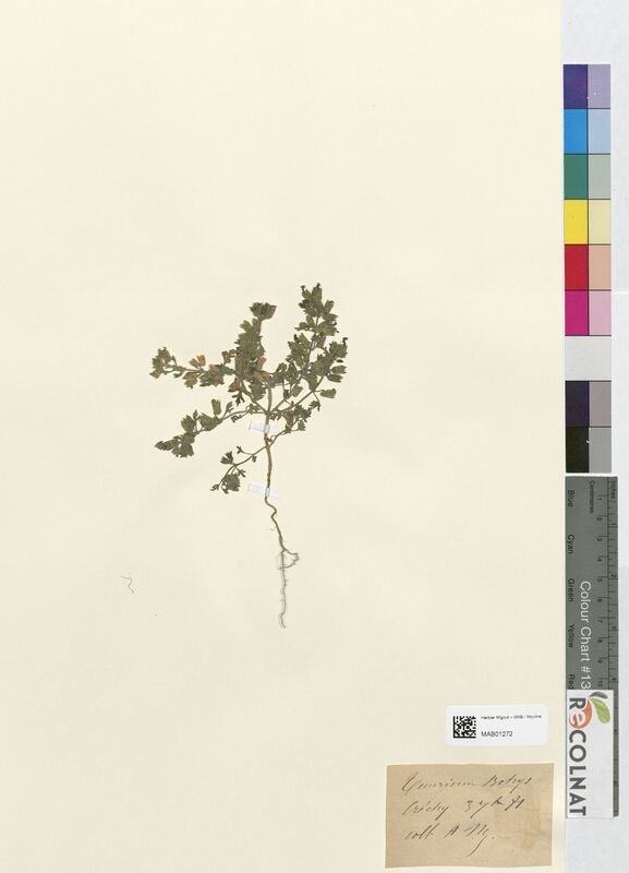 Teucrium botrys (Lamiaceae)