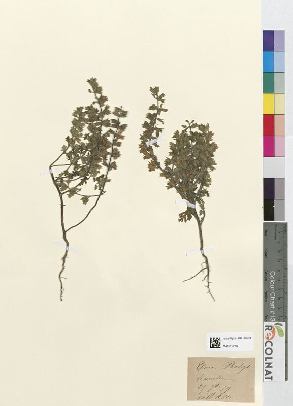 Teucrium botrys (Lamiaceae)