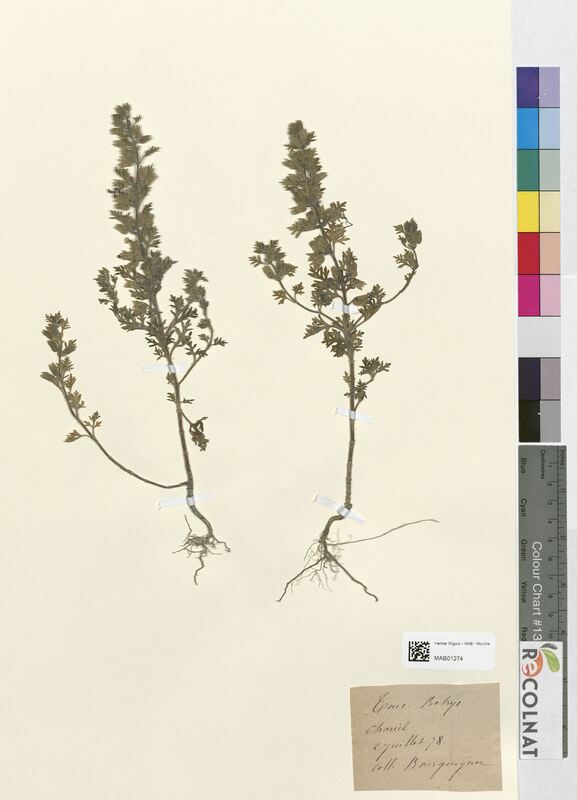 Teucrium botrys (Lamiaceae)