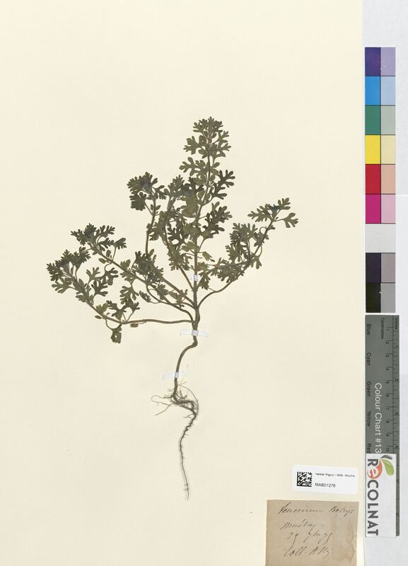 Teucrium botrys (Lamiaceae)