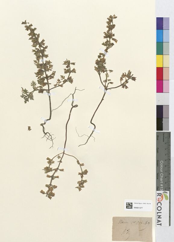 Teucrium botrys (Lamiaceae)