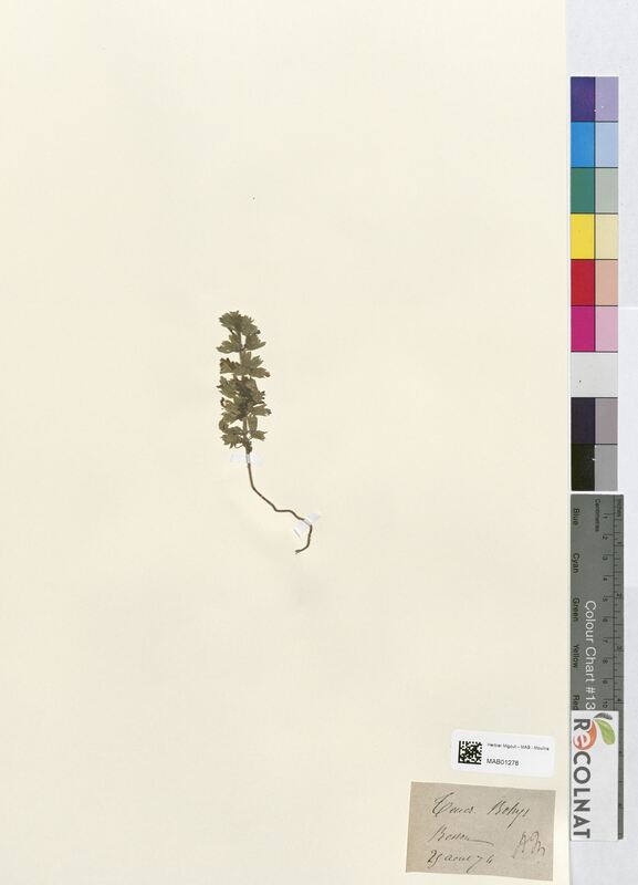 Teucrium botrys (Lamiaceae)