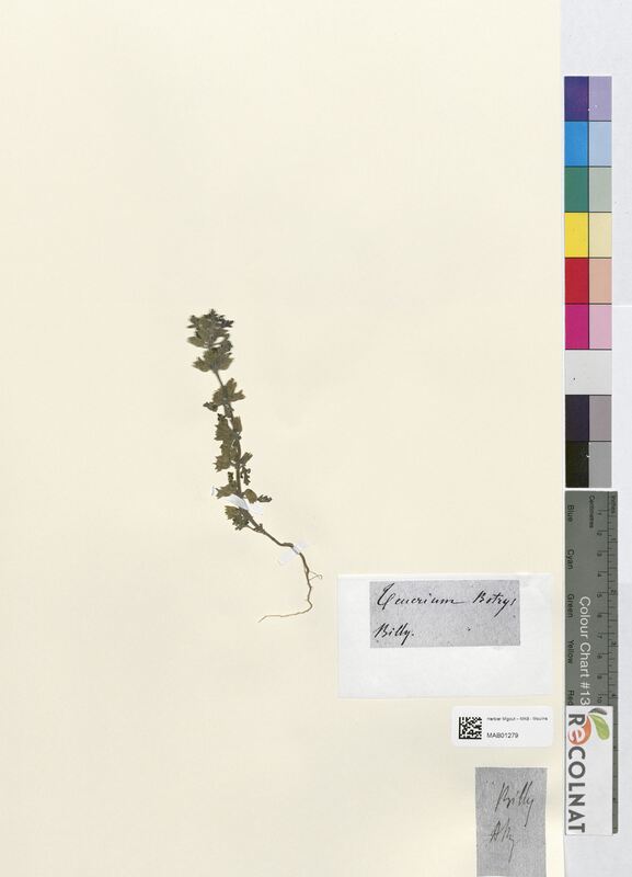 Teucrium botrys (Lamiaceae)