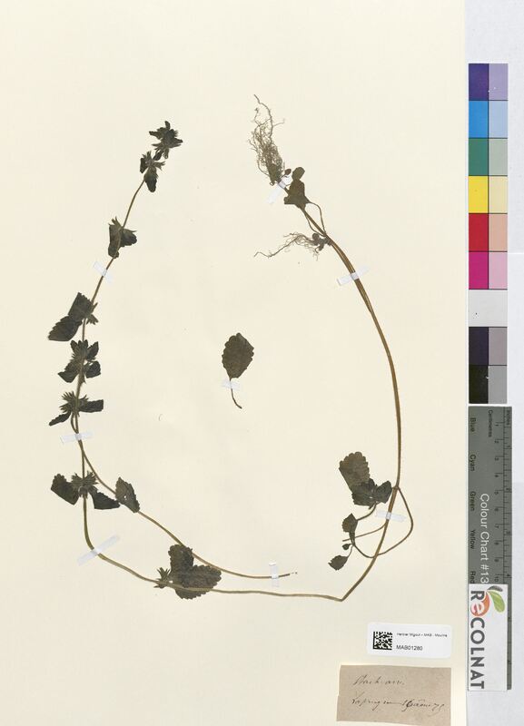 Stachys arvensis (Lamiaceae)