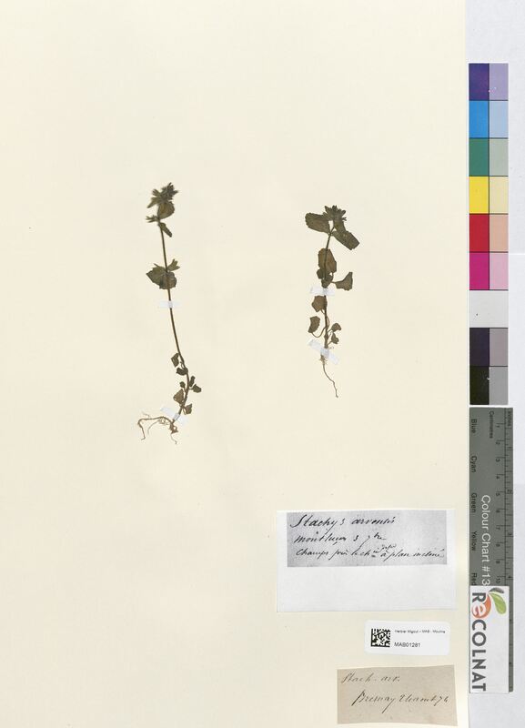Stachys arvensis (Lamiaceae)