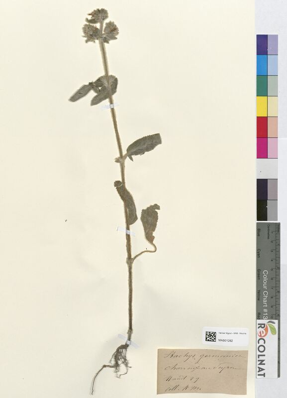 Stachys germanica (Lamiaceae)