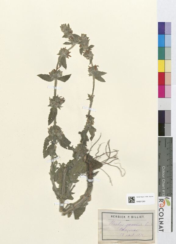 Stachys germanica (Lamiaceae)