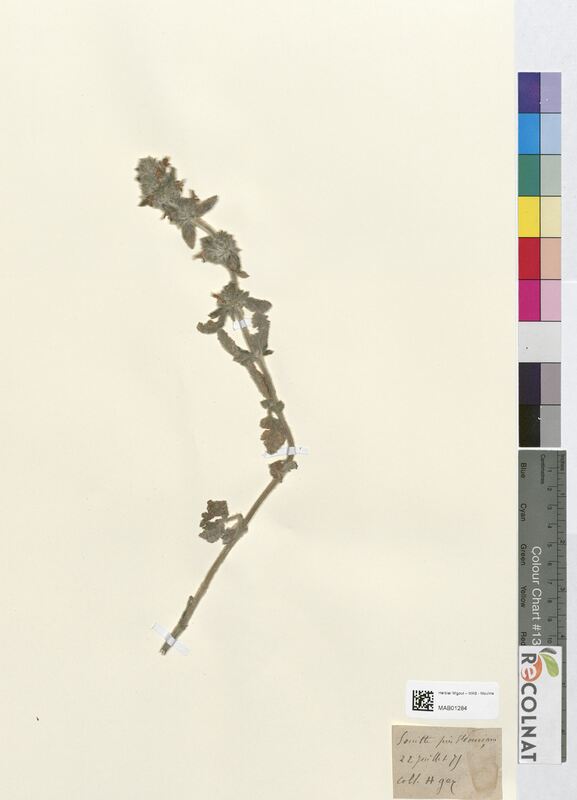 Stachys germanica (Lamiaceae)