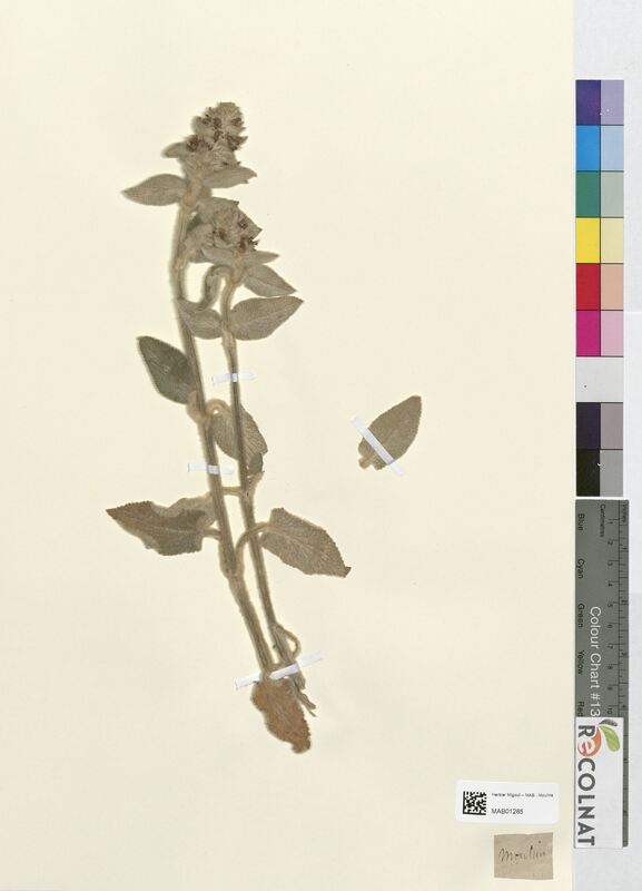 Stachys germanica (Lamiaceae)
