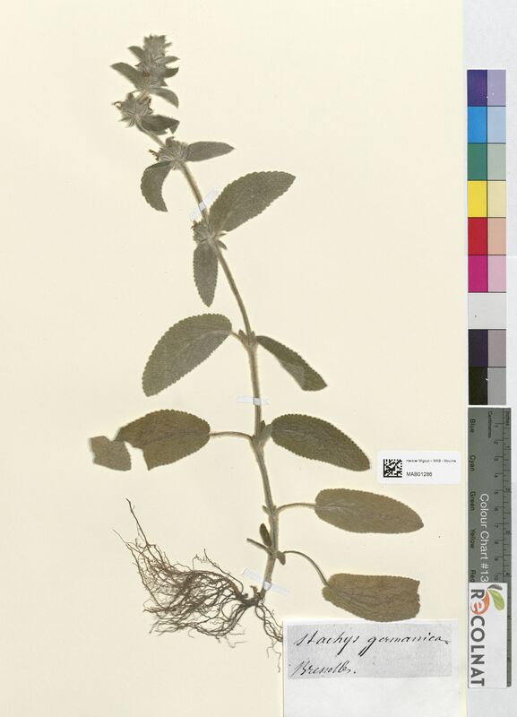 Stachys germanica (Lamiaceae)