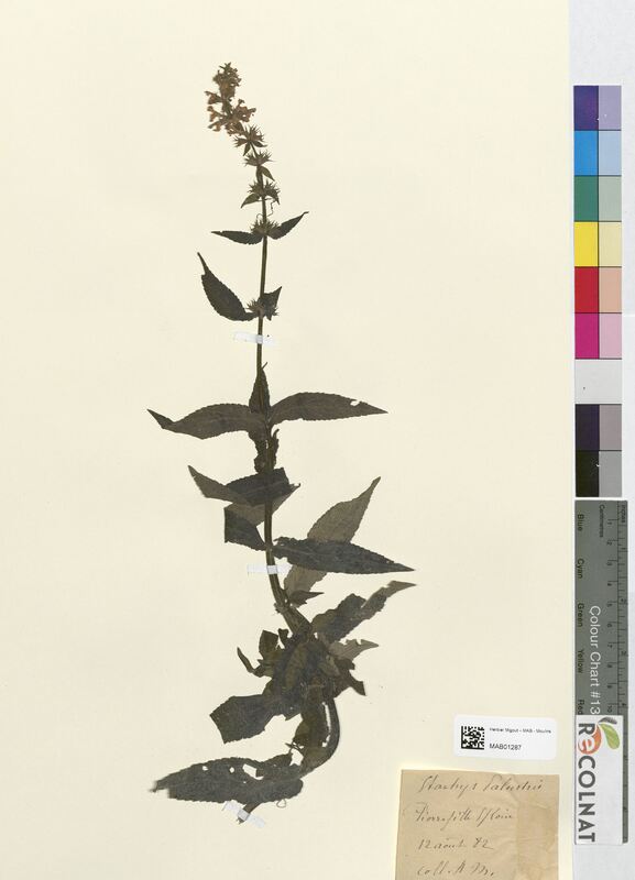 Stachys palustris (Lamiaceae)
