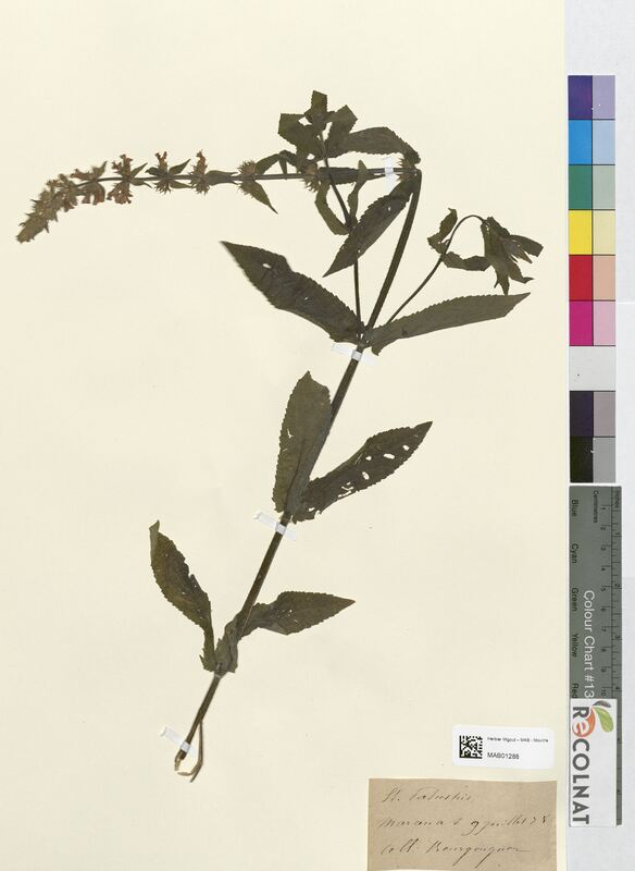 Stachys palustris (Lamiaceae)