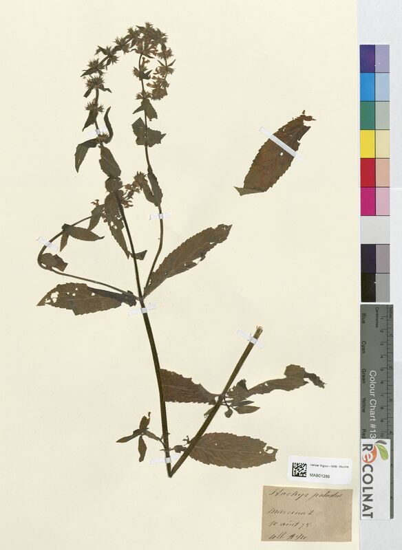 Stachys palustris (Lamiaceae)