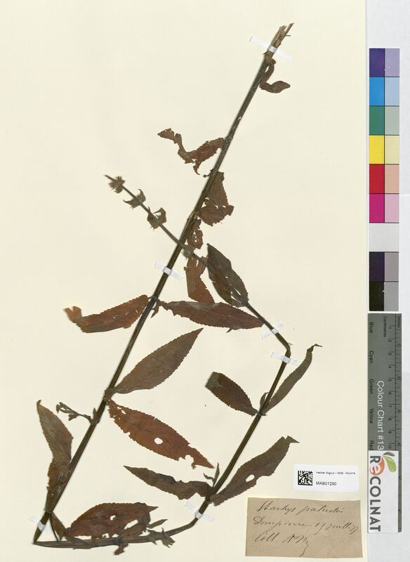 Stachys palustris (Lamiaceae)