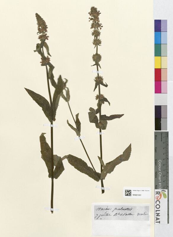 Stachys palustris (Lamiaceae)