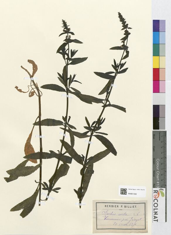 Stachys recta (Lamiaceae)