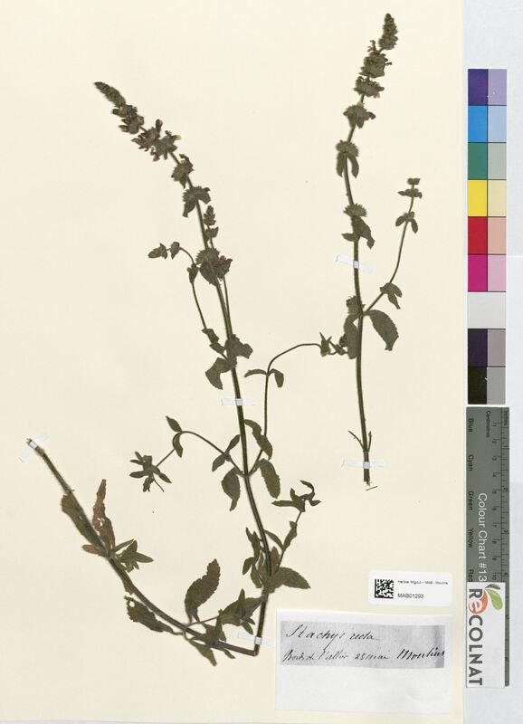 Stachys recta (Lamiaceae)