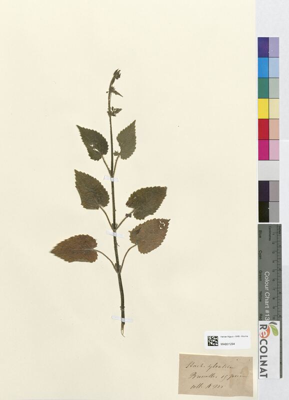 Stachys sylvatica (Lamiaceae)