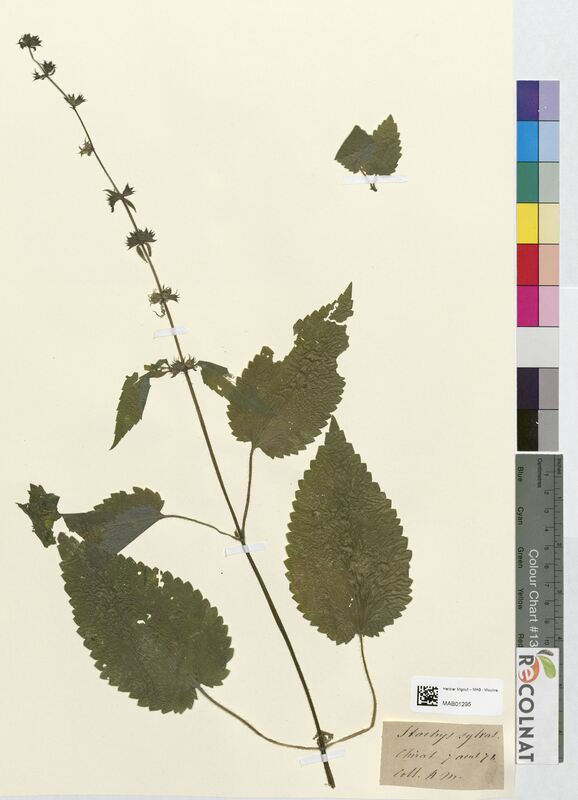 Stachys sylvatica (Lamiaceae)
