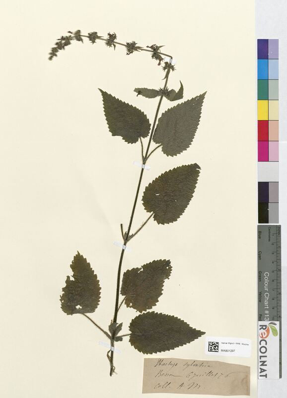 Stachys sylvatica (Lamiaceae)