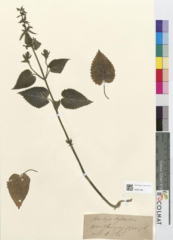 Stachys sylvatica (Lamiaceae)