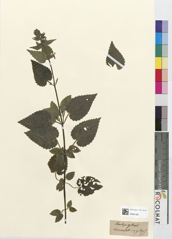 Stachys sylvatica (Lamiaceae)